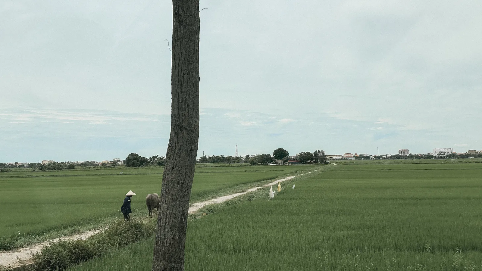 Green Season