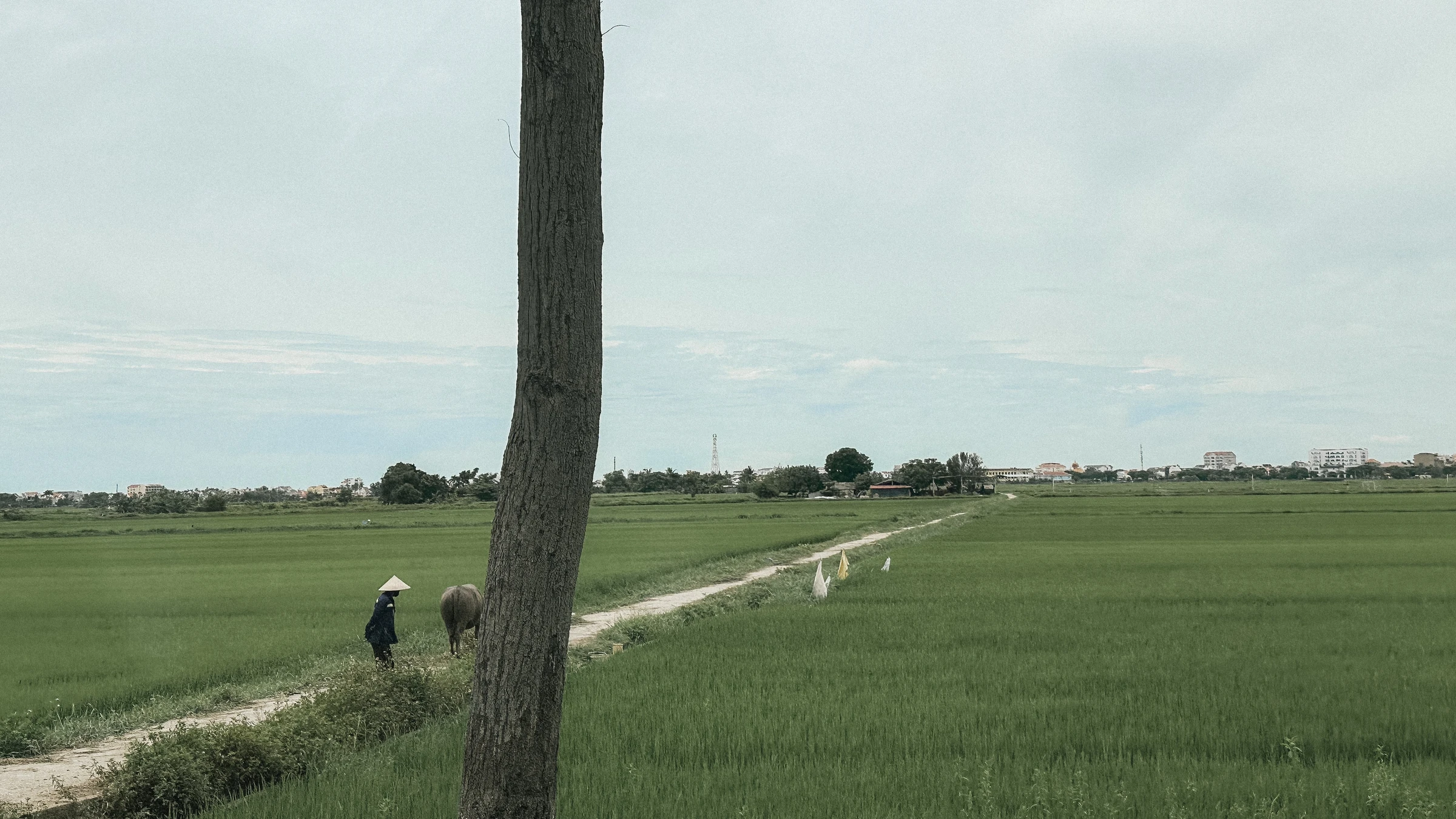 Green Season