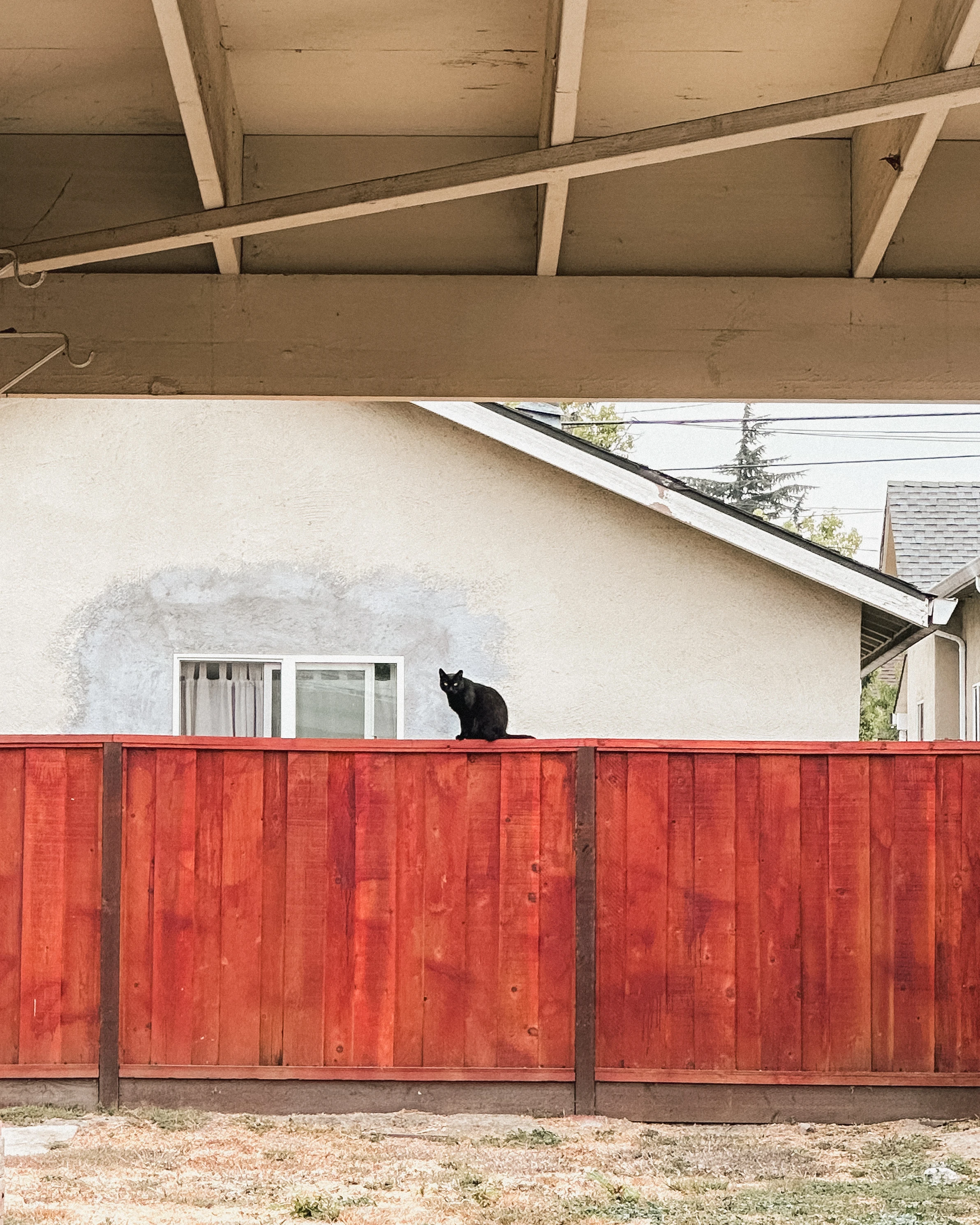 Fence Sitter