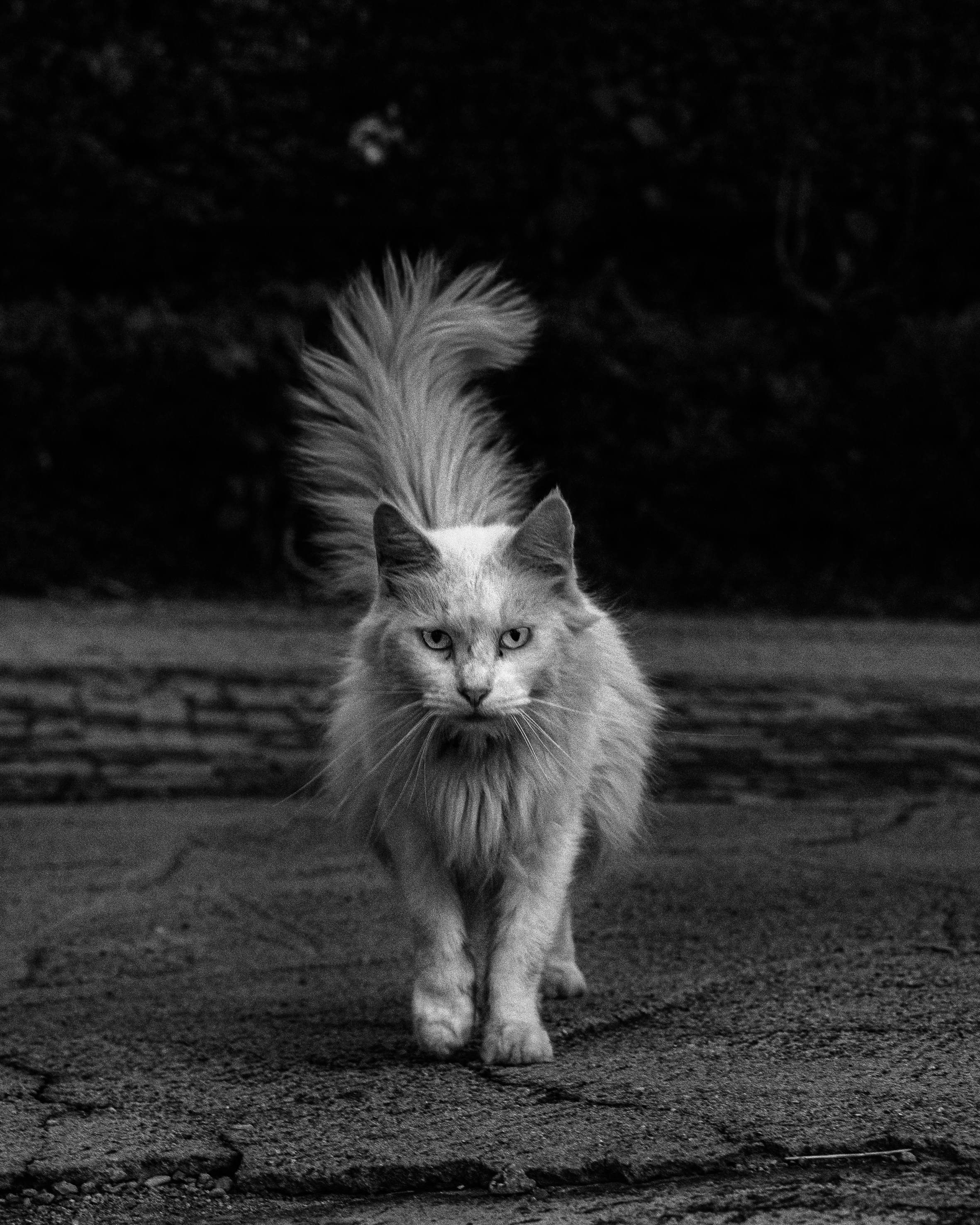 Plume