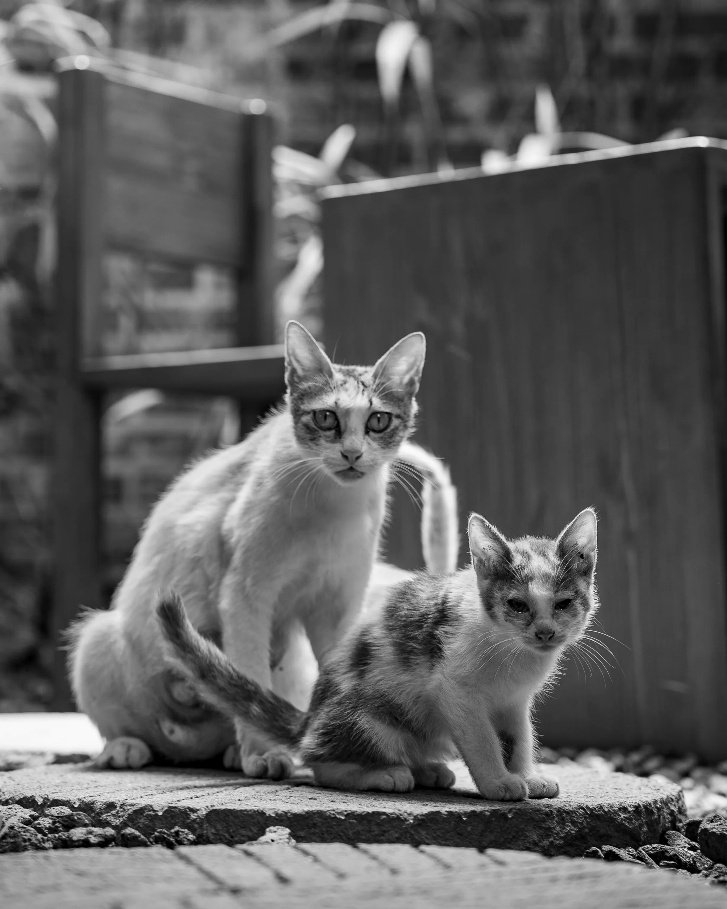 Small Family