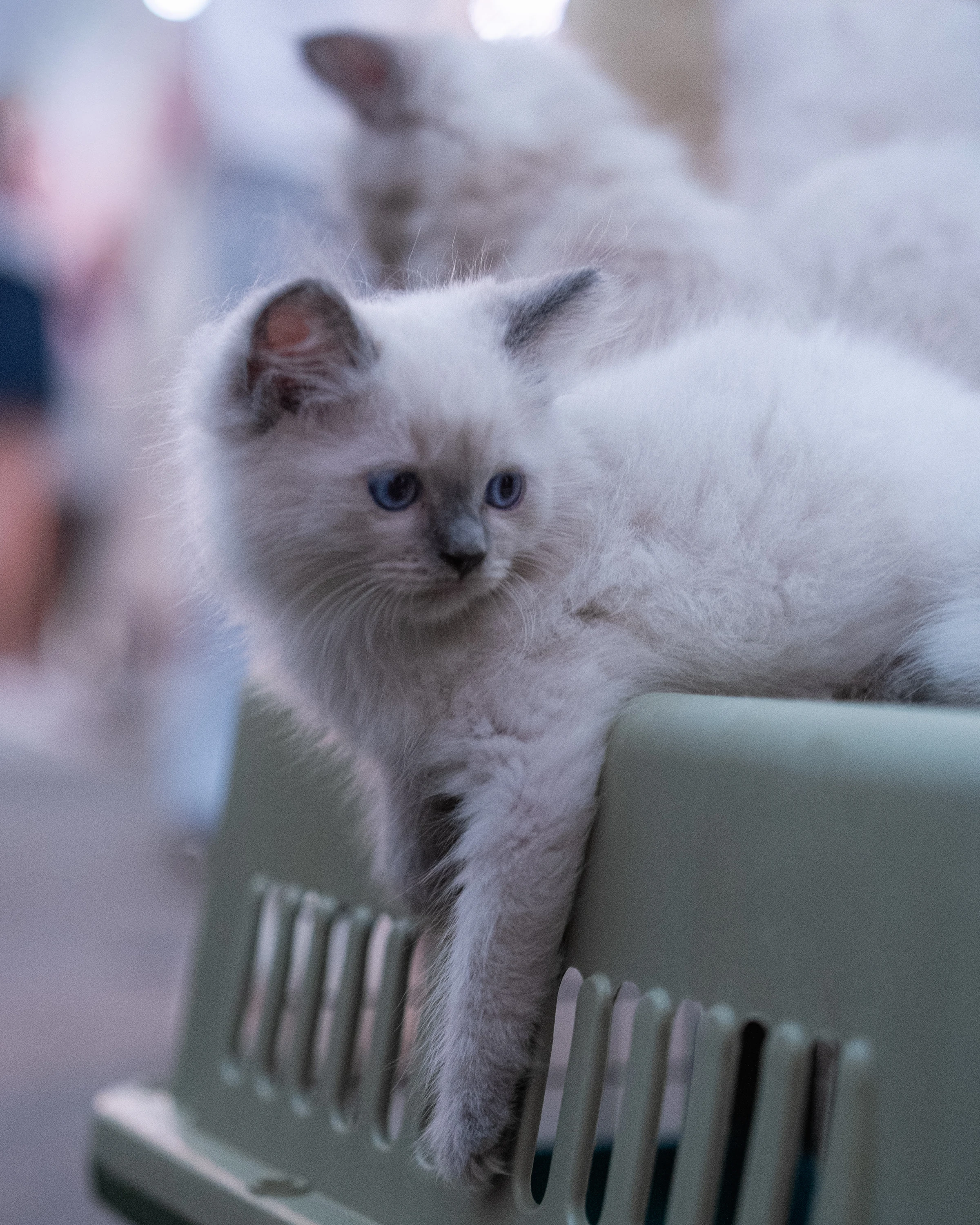 Fluff Piece