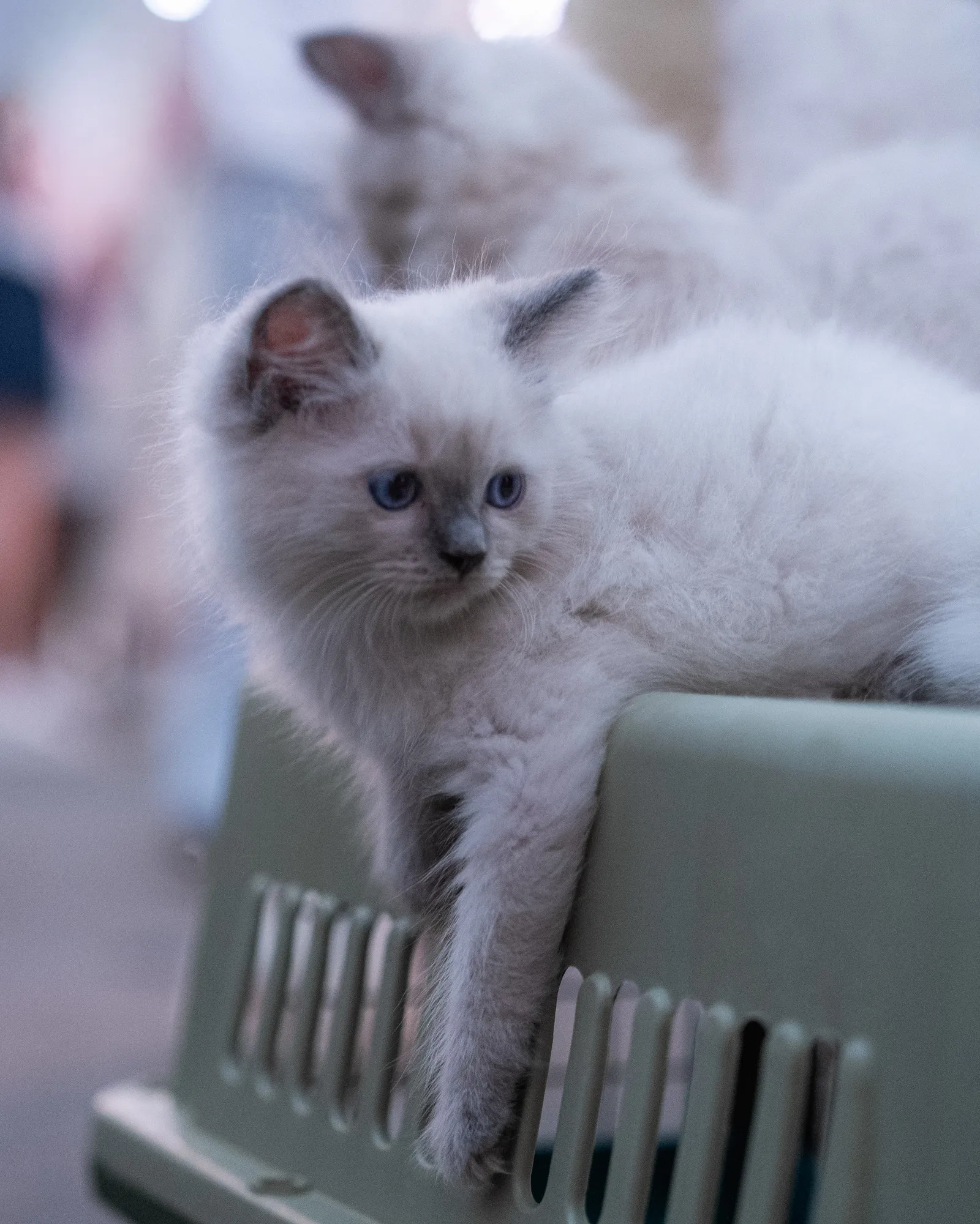 Fluff Piece