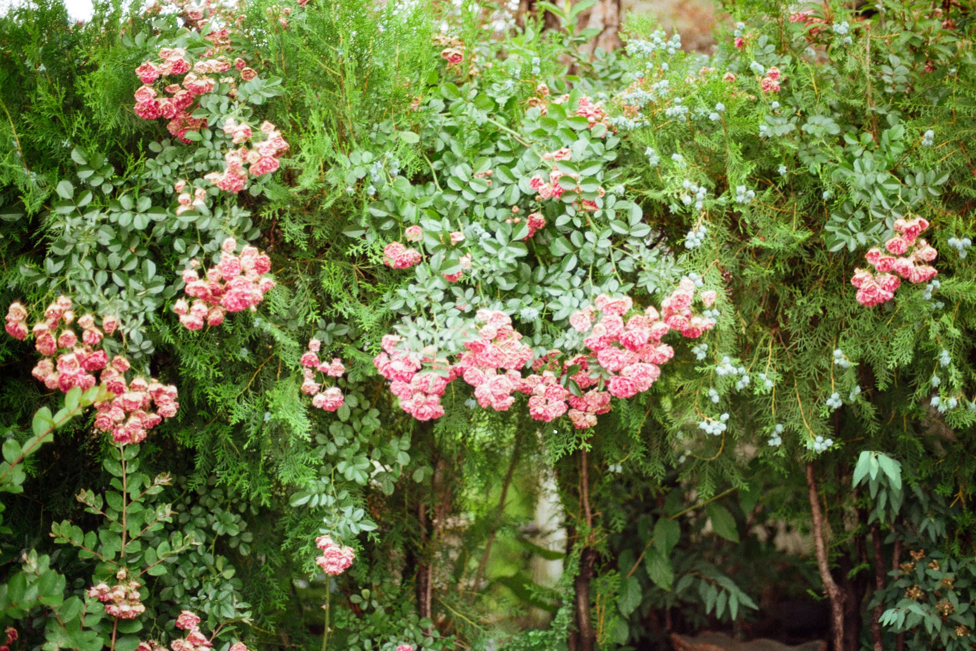 Rose Wall