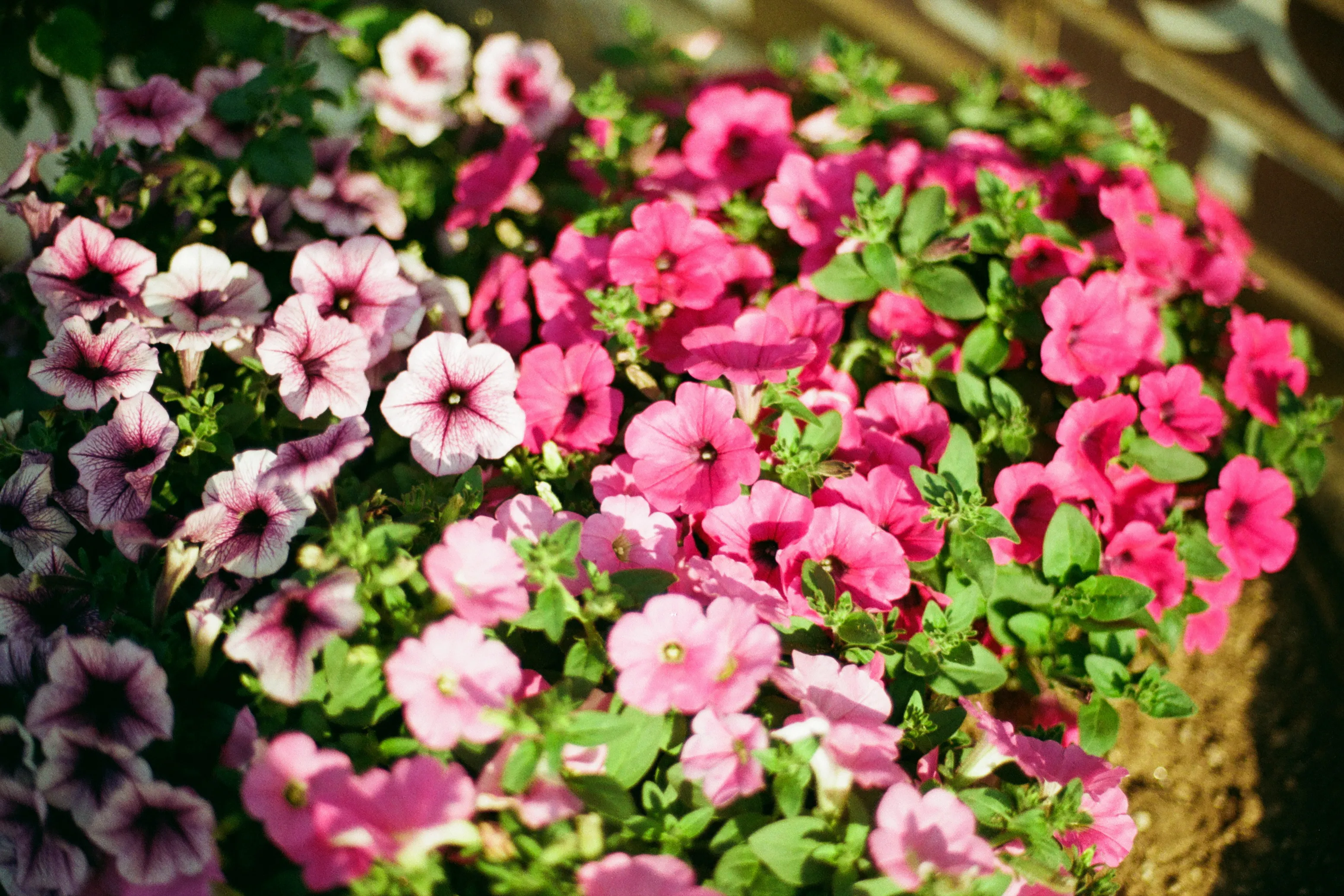 Pink Chorus
