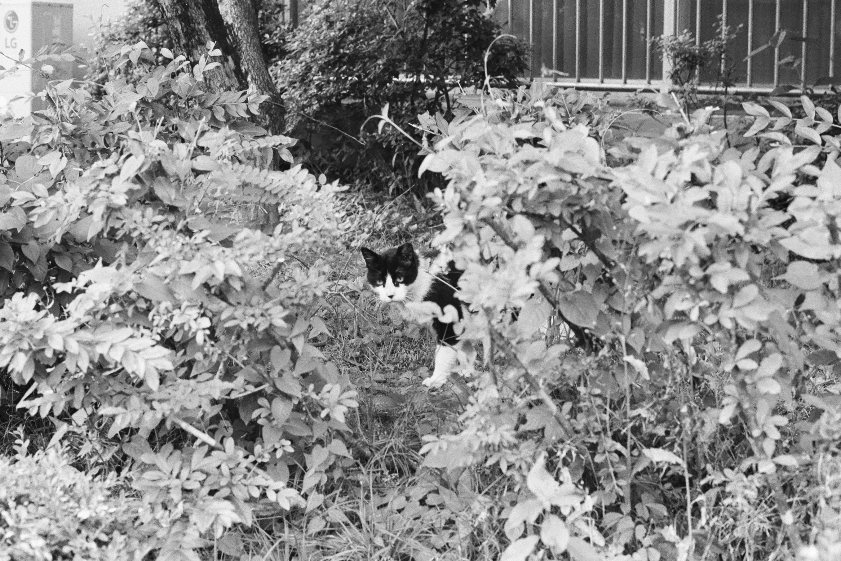 Hide and Seek