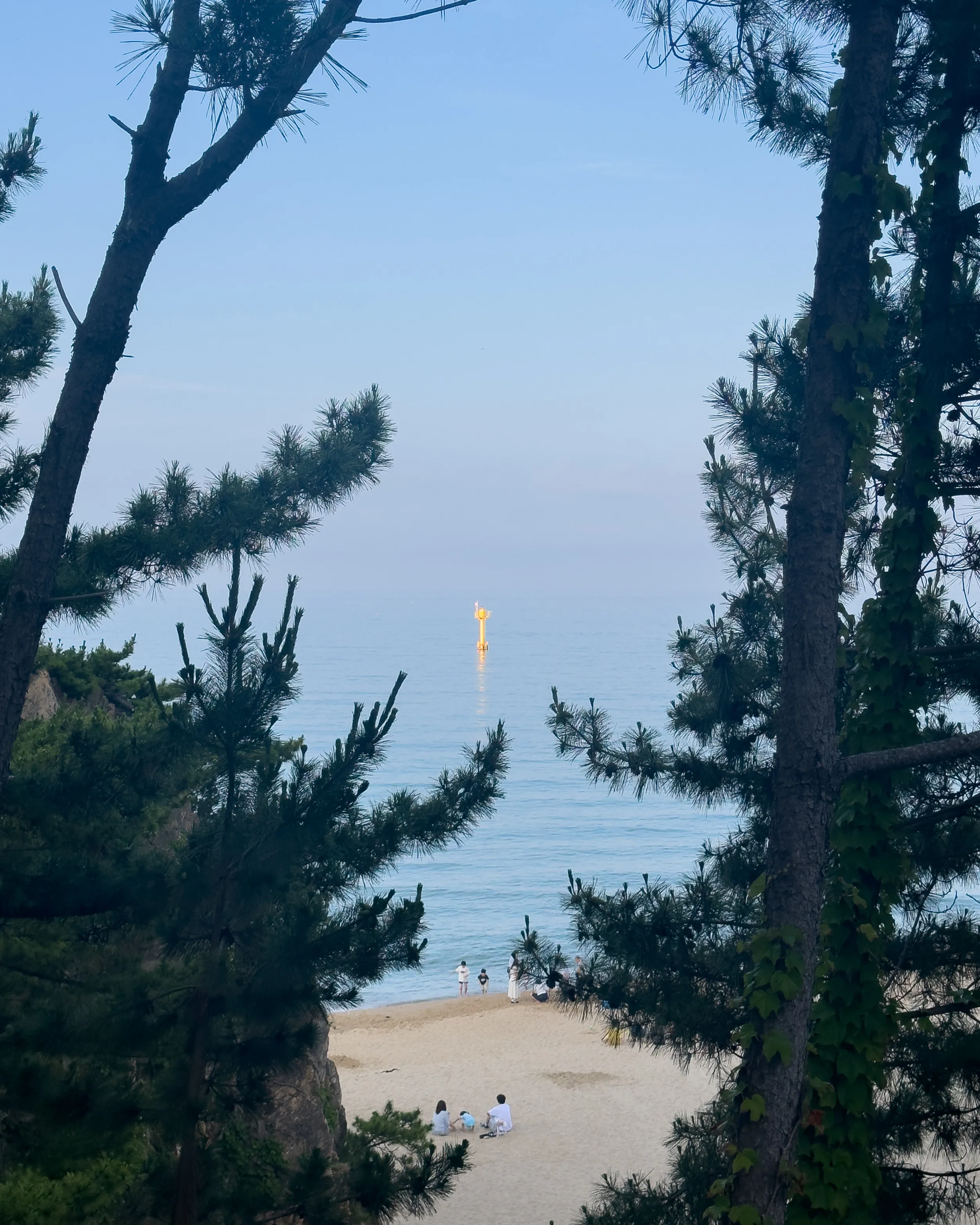 Through the Pines