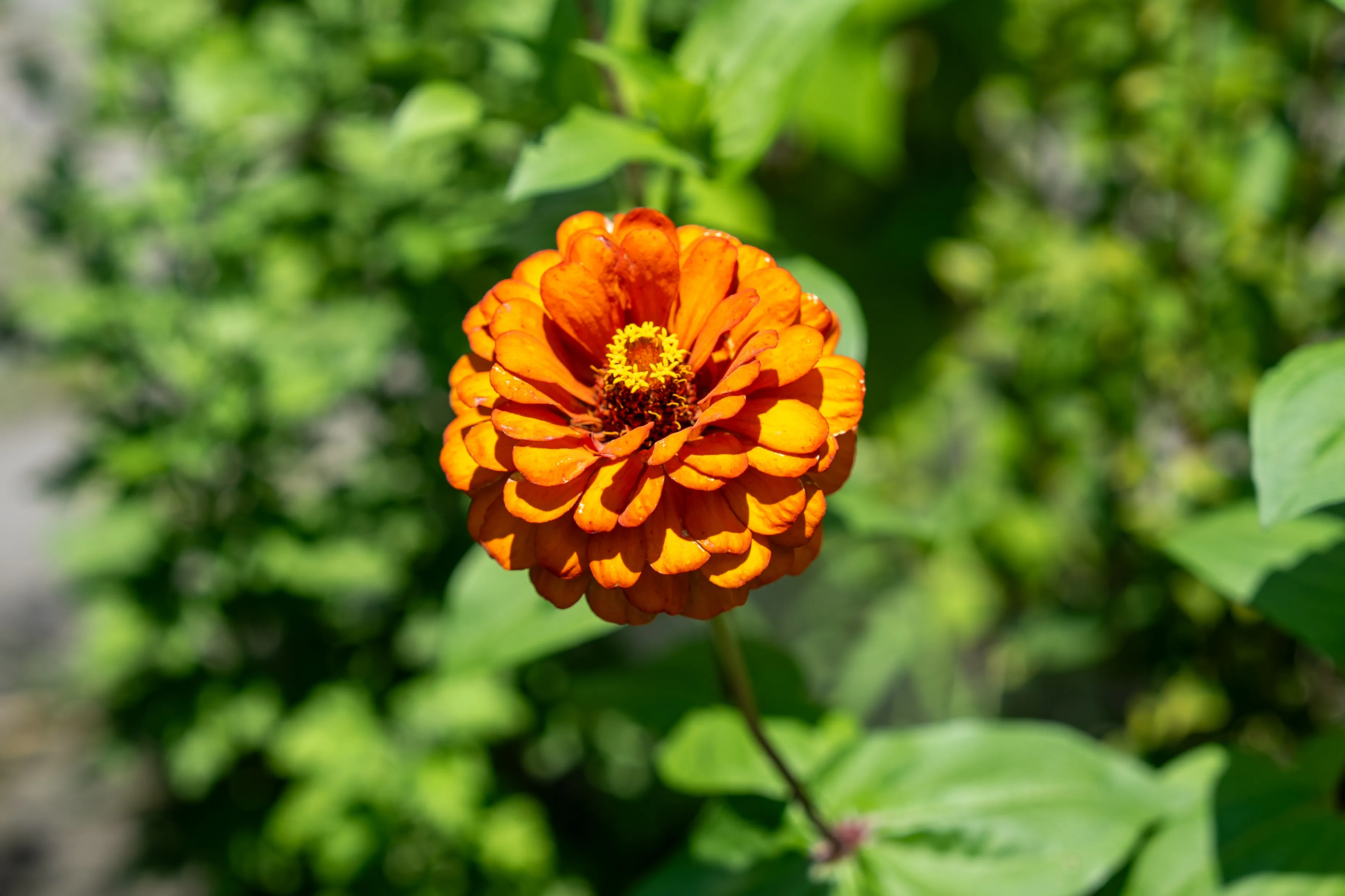 Orange Zinnia