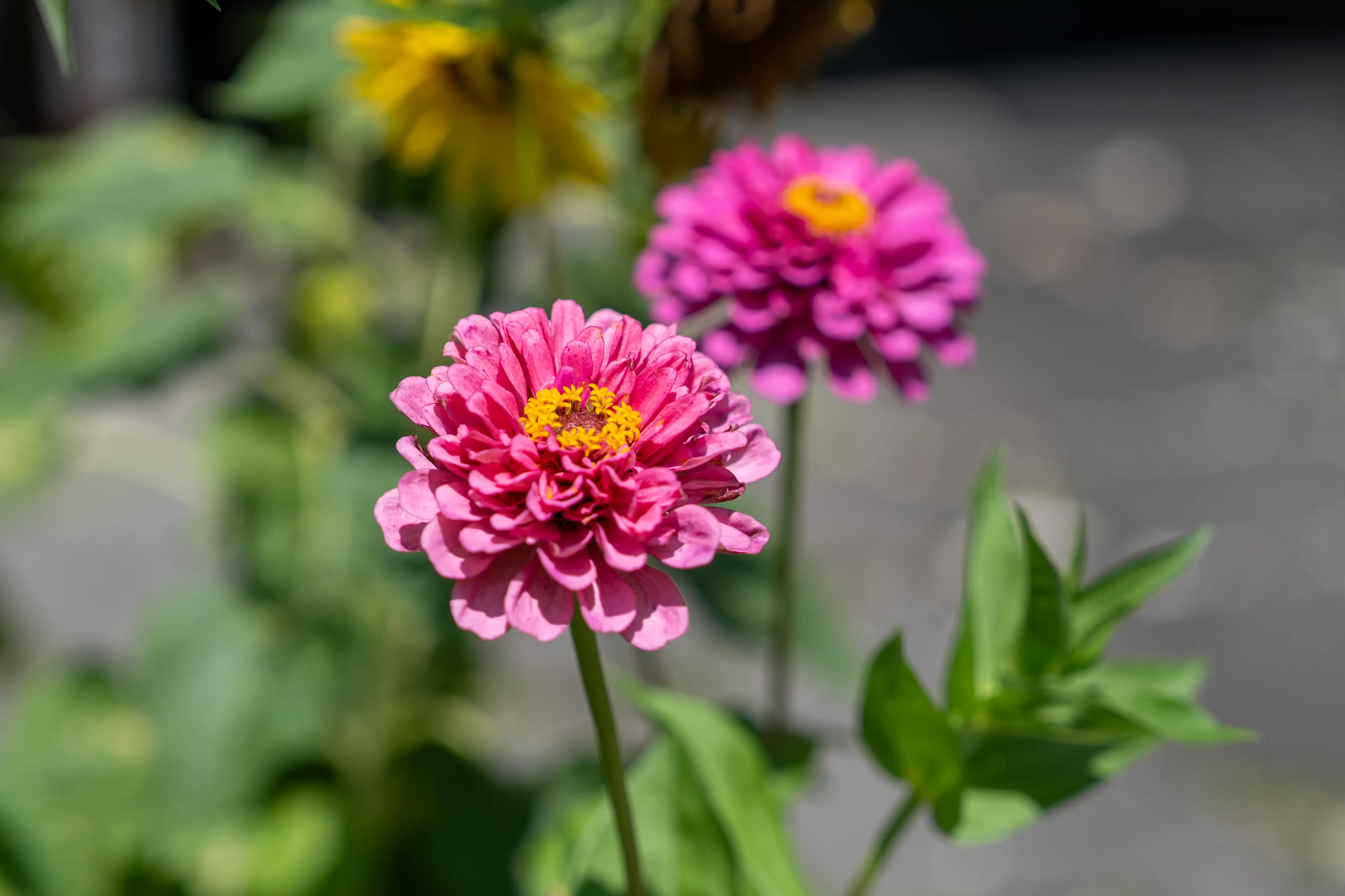 Two Zinnias
