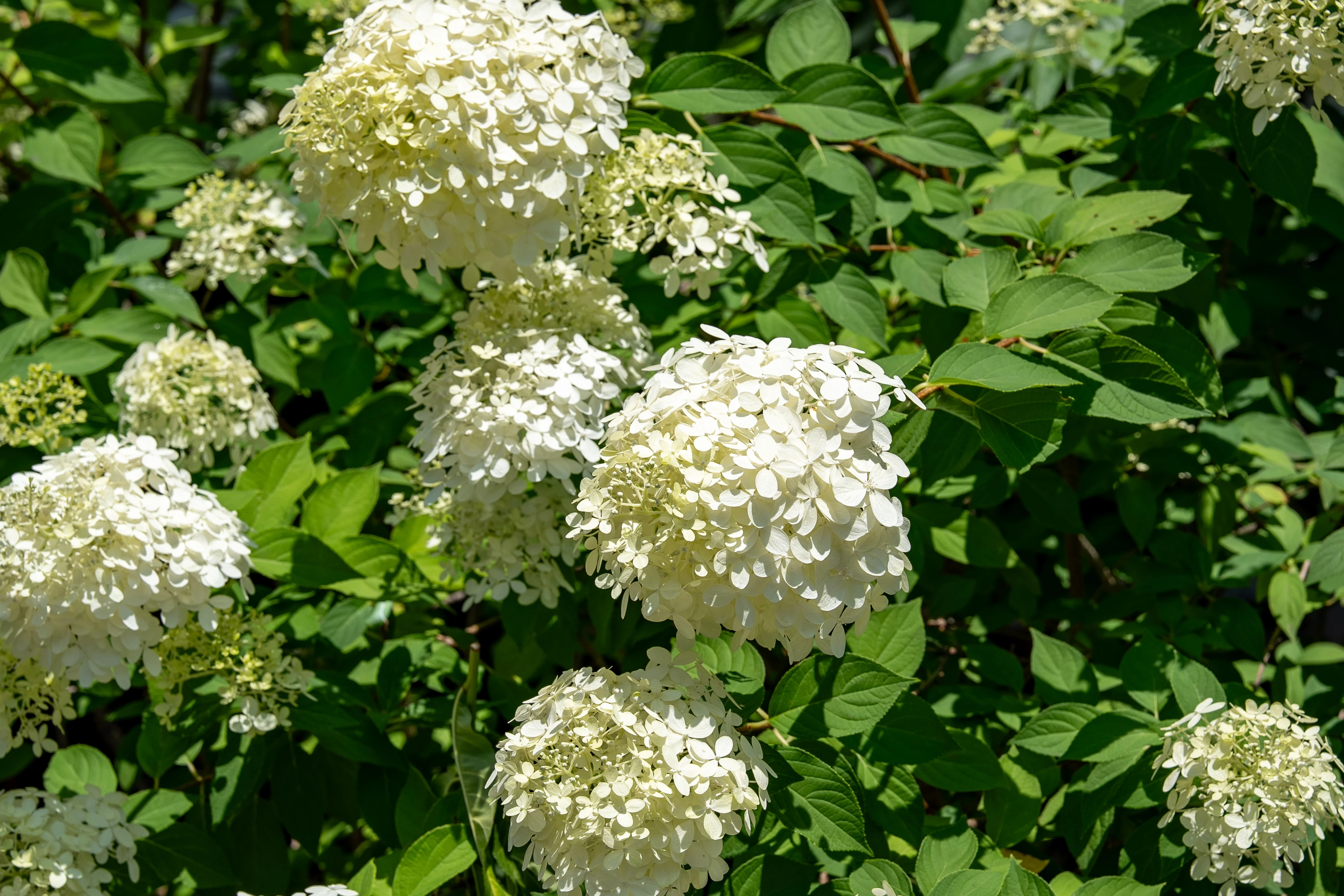 Summer Snow