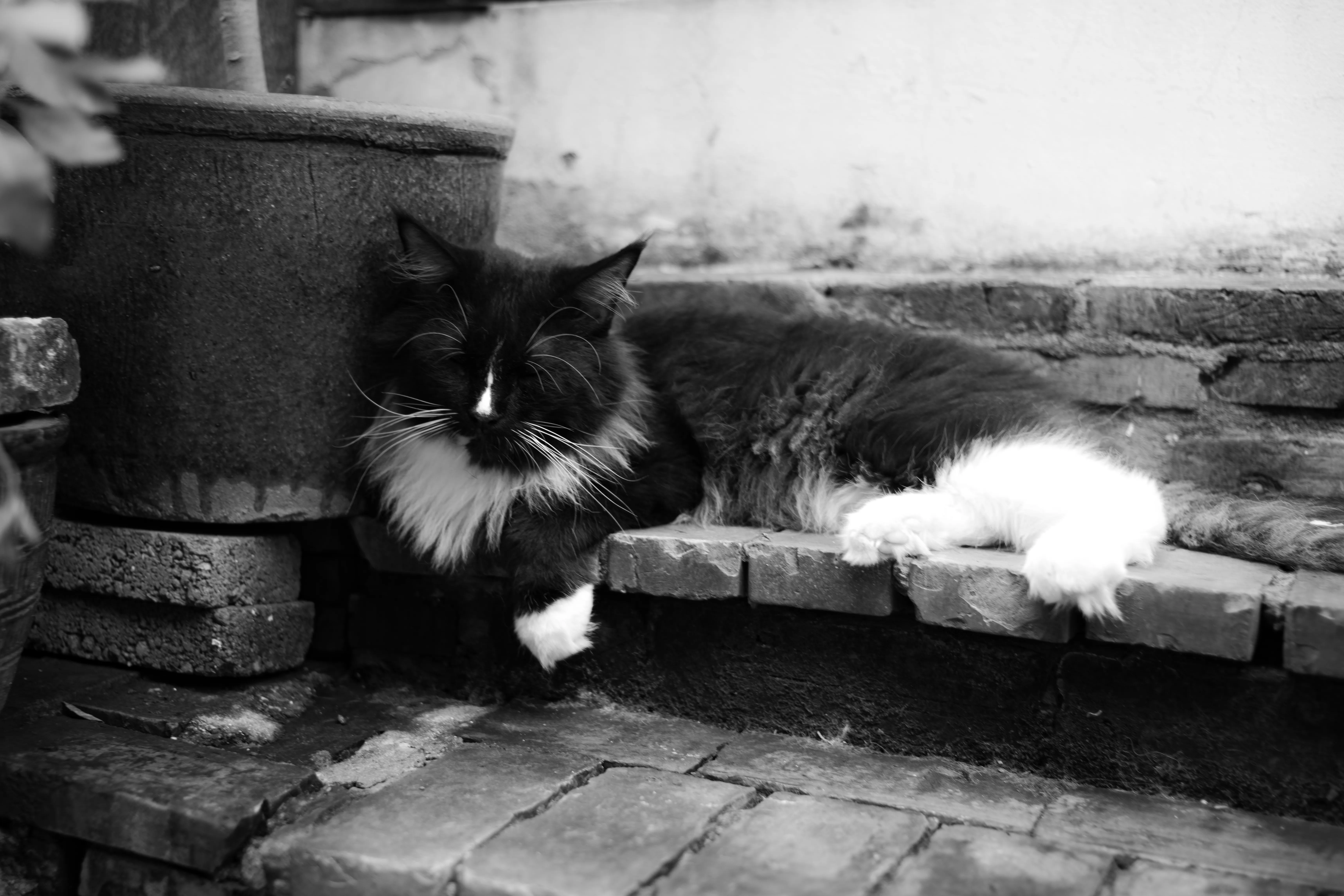 Doorstep Nap