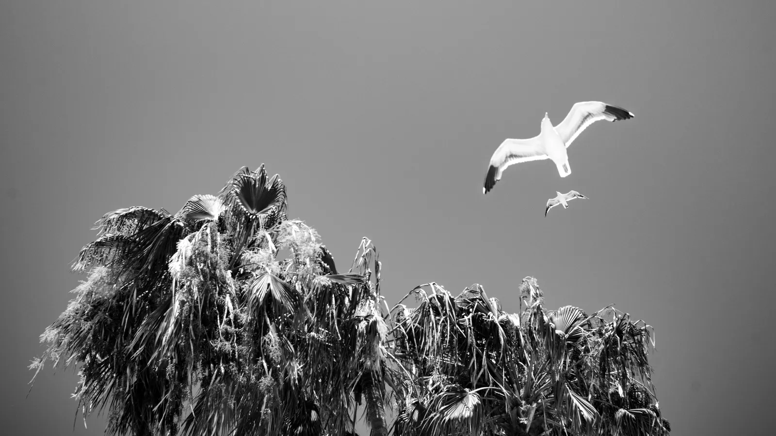 Fly-By