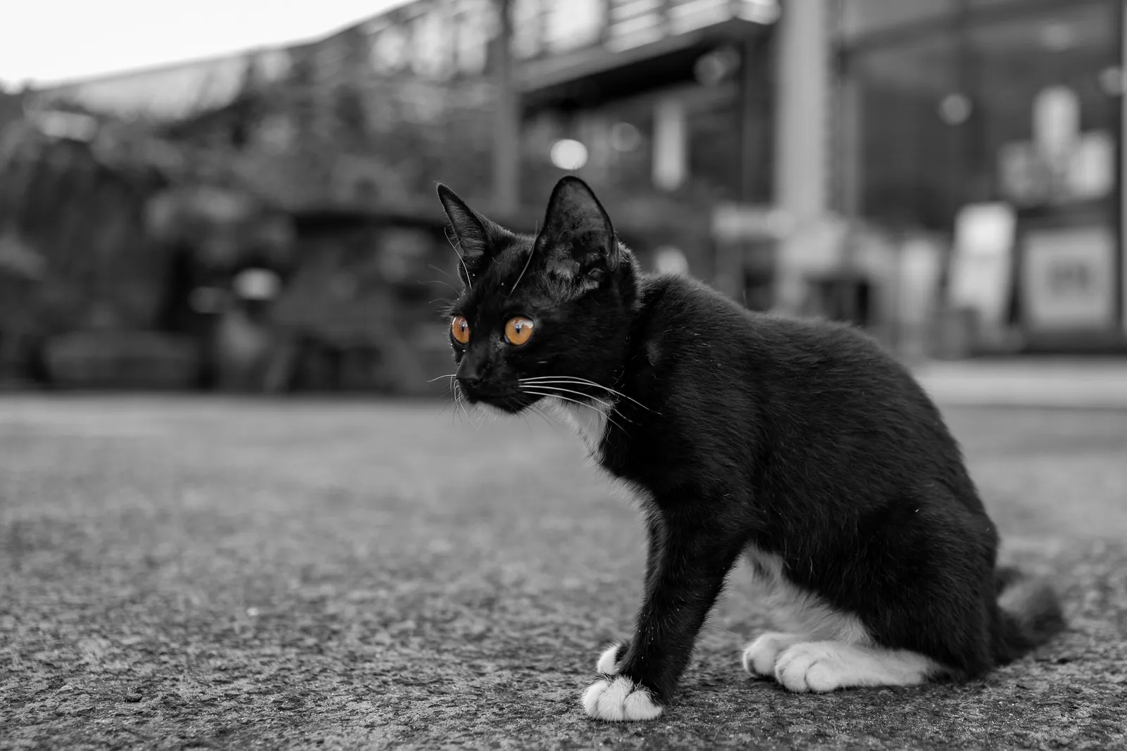 Little Panther