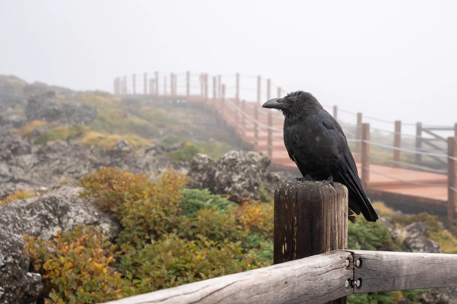 Nevermore