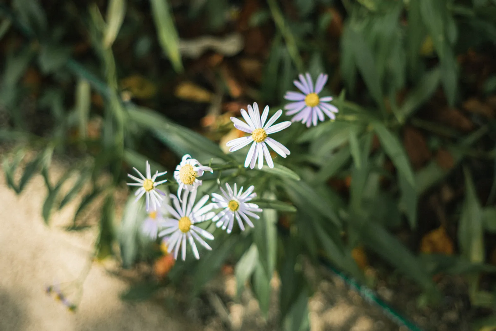 Asters