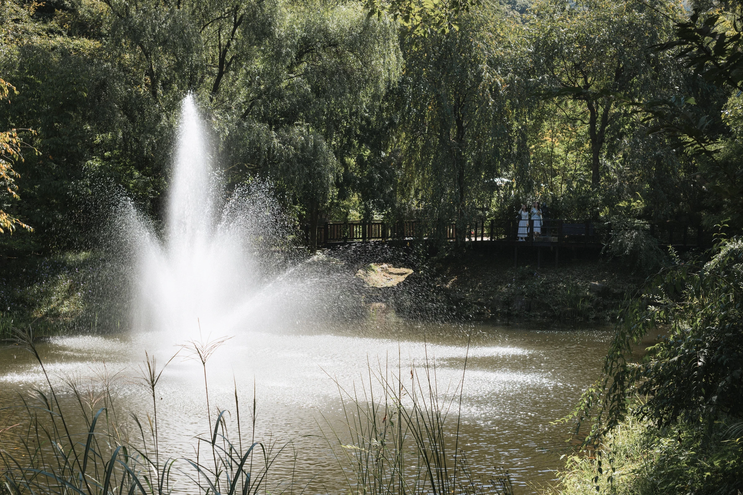 Under the Willows