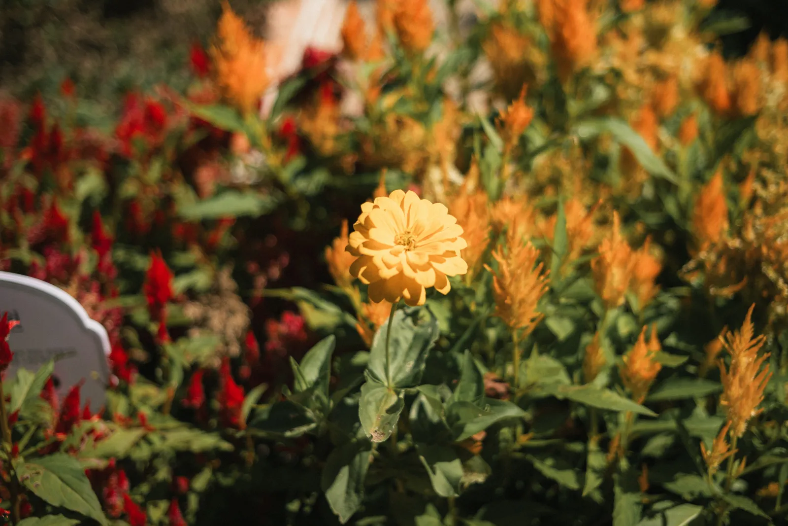 One Zinnia