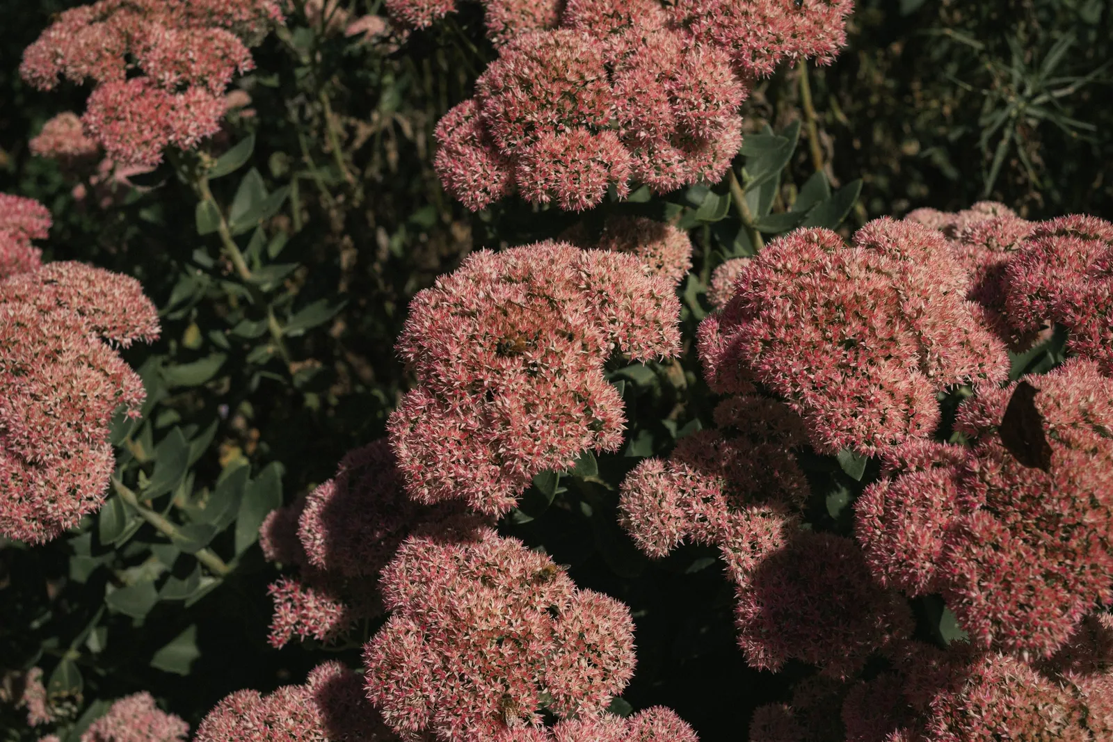 Find the Bee